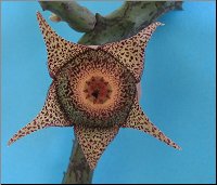 Orbeanthus hardyi 1